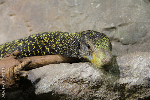 Photo: Lizard is watching you Lizard is watching you