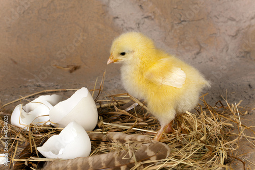 Photo: Easter chick on nest Easter chick on nest