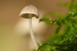 Blätterpilz