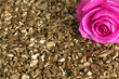 Rose auf Dekosteinen