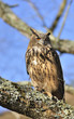 Bubo bubo.