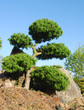 Bonsai