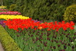 Tulip field