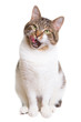licking cat with green eyes on isolated white