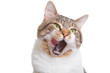 licking cat with green eyes on isolated white