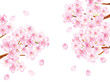 桜枝_白