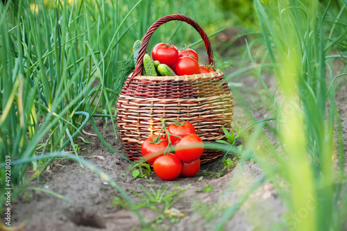 Photo: Basket of vegetables Basket of vegetables