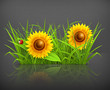 Sunflowers in grass