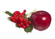 Arrow wood berries