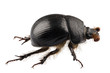 earth-boring dung beetle species Geotrupes stercorarius