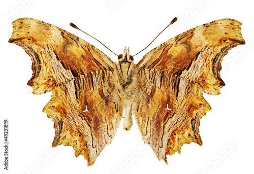 Photo: Polygonia egea Polygonia egea