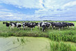 Cows in a meadow with a green pond, The Netherlands.