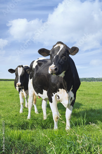 Photo: Holstein-Friesian cattle in a green Dutch meadow Holstein-Friesian cattle in a green Dutch meadow