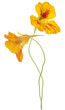 nasturtium