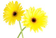 two yellow gerbera blossoms