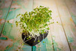 Photo: watercress watercress