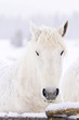 White horses