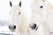 White horses
