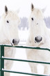 White horses