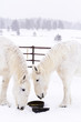White horses
