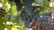Video: Fresh Dark Blue Grapes In Wicker Basket Against The Vine Fresh Dark Blue Grapes In Wicker Basket Against The Vine