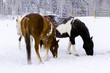 Horses
