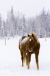 Horses
