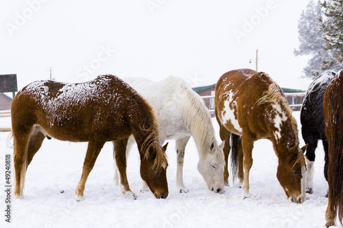 Photo: Horses Horses