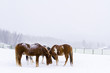 Horses