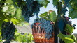Video: Fresh Grapes In Basket And Bottle Of Wine Fresh Grapes In Basket And Bottle Of Wine