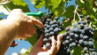 Female Hands Harvesting Grape