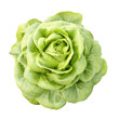 hydroponics vegetable