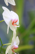 Close up shot of white Orchid flowers