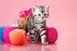 kitten