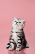 kitten