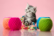 kitten