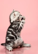kitten