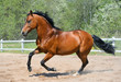 Photo: Bay horse of Ukrainian riding breed Bay horse of Ukrainian riding breed