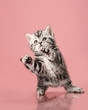 kitten