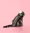 kitten