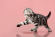 kitten
