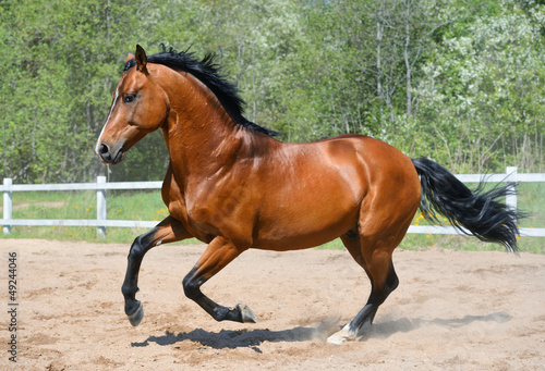 Photo: Bay horse of Ukrainian riding breed Bay horse of Ukrainian riding breed