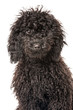 Black poodle - Schwarzer Pudel