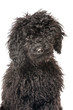 Black poodle - Schwarzer Pudel