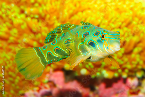 Photo: The Mandarinfish or Mandarin dragonet (Synchiropus splendidus). The Mandarinfish or Mandarin dragonet (Synchiropus splendidus).