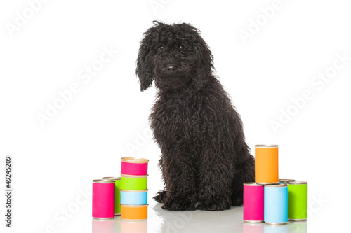 Photo: Black poodle - Schwarzer Pudel Black poodle - Schwarzer Pudel