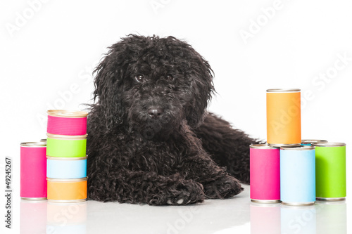 Photo: Black poodle - Schwarzer Pudel Black poodle - Schwarzer Pudel