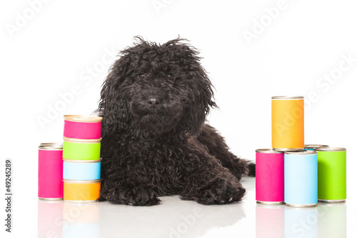 Photo: Black poodle - Schwarzer Pudel Black poodle - Schwarzer Pudel