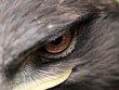 Steppe Eagle