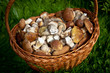 mushroom